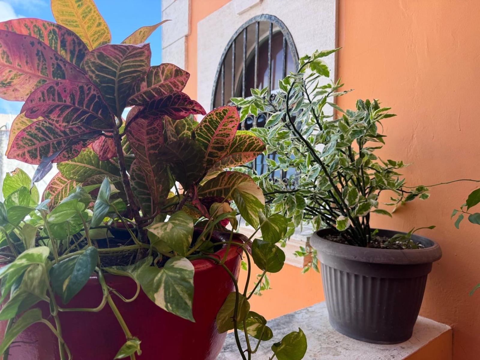 Hotel Casa Mallorca Cancún Eksteriør bilde